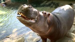 LA Zoo Baby Hippo Swimming [upl. by Enellij]