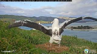 Albatross Chicks Flap Their Wings As Gulls Fly Overhead  DOC  Cornell Lab [upl. by Nairod]