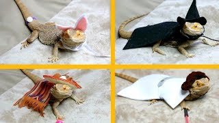 Bearded Dragon Tries On Costumes [upl. by Ecinrahs]