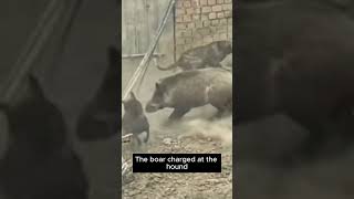 Crazy wild boars attack people and dogs in the village 23 animals wildlife [upl. by Chouest]