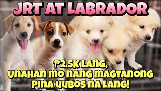 Arranque Pet Market Part 1  April 26 2023  Recto Manila [upl. by Enahpets]