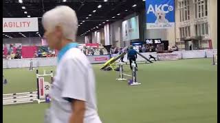 Ty  AKC agility invitational 3 Round 2 Std [upl. by Nadia]