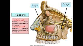 General Anatomy 2  Lec 14  Maxillary Sinus [upl. by Samanthia]