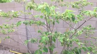 Jamaican Cherry Muntingia Calabura Tree Update 2019 [upl. by Lainad]