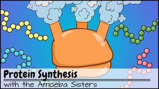 Protein Synthesis Updated [upl. by Angeli387]