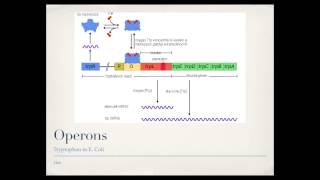 Bacterial Gene Regulation Operons [upl. by Upton]