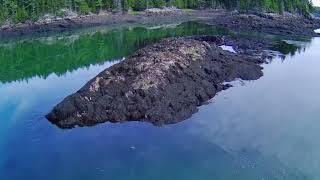 Seal Jumping at Reversing Falls Pembroke Maine Cinematic Drone Footage seal is at 135 [upl. by Eerhs]