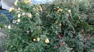 How to Prune a Floribunda Rose [upl. by Faun]