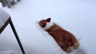 Corgi Snow Belly Flop [upl. by Leuqer]