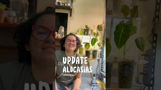 Update Alocasias de sustrato a pon 100 recomendado plantitashouse plantasdecasa alocasia [upl. by Theron846]