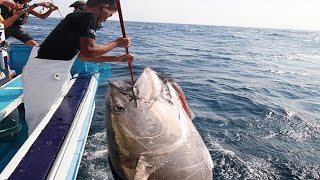 Amazing Fastest Giant Bluefin Tuna Fishing Skill  Catching and Processing Hundreds Tons of Tuna [upl. by Aiek]