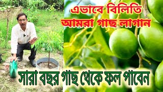 এভাবে বিলিতি আমরা গাছ লাগান সারা বছর গাছ ভর্তি ফল পাবেন  Growing thai Bilati Amra Or Hog plums [upl. by Anilatac926]