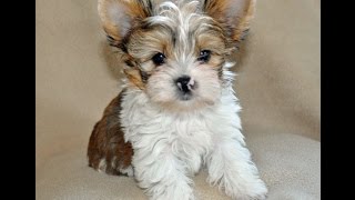 Parti yorkie 8 weeks old [upl. by Shirlene]