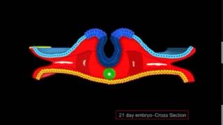 Mesodermo y Neurulacion [upl. by Chaney589]