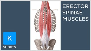 Paired erector spinae muscles mnemonic  Kenhub shorts [upl. by Yerfdog]