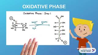 PENTOSE PHOSPHATE PATHWAY [upl. by Velma76]