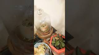 Showing you some of my pings sunstress pinguicula plants terrarium pingdom [upl. by Akcirehs]