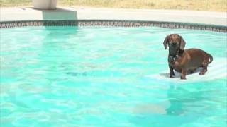 Swimming Dachshunds [upl. by Israel]