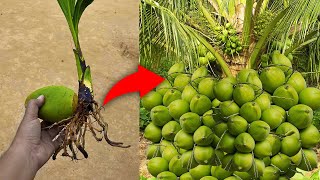 Great Propagate coconut tree from young coconut  Growing coconut tree [upl. by Gnos37]