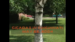 Cicadas in Cincinnati May 2004 [upl. by Ainoval]