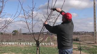 Poda de formación en plantaciones de almendro de regadío Año 1 [upl. by Hsaka]