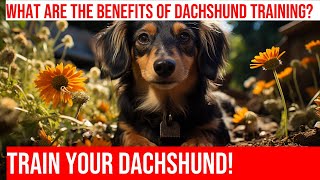 Training Your Dachshund Specialized Methods for Optimal Behavior [upl. by Ybbob]