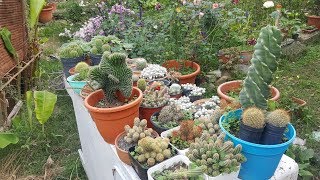 Tour por mis cactus echeverias y suculentas con nombres  Parte 2 [upl. by Nesto392]