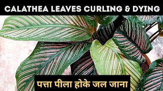 Calathea plant care Calathea Ornata Sanderiana leaves curling amp dying Solutions [upl. by Starobin554]