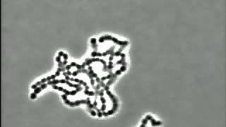 Bacteria Streptococcus pyogenes [upl. by Omiseno]