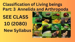 Classification of Living Beings Class10SEE  Part 3  Kingdom Animalia Science and Technology [upl. by Enailuj]