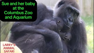 Columbus Baby Gorillas  Sues with Mara gorillas [upl. by Leela855]