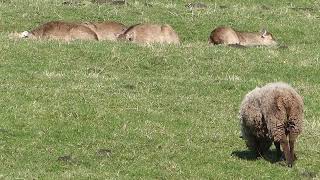 Roe deer sleeping [upl. by Orji]