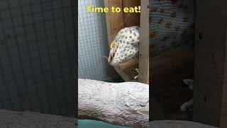 Tokay Gecko Sound And Feeding The Gecko phucsanimalhouse tokaygecko animalsounds [upl. by Inail]