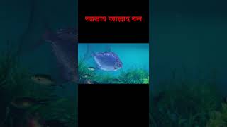 চোখে না দেখলে বিশ্বাসই হবএ না।।না দেখলে পুরাই মিসislamicstatus [upl. by Enened60]