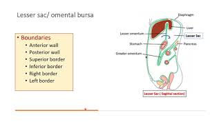 LESSER SACAnatomy [upl. by Koser990]