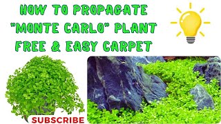 How to propagate Micranthemum quot Monte Carloquot plant Dry start method montecarlo free amp easy carpet [upl. by Honebein613]