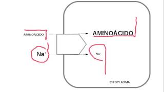 aminoacidos transporte [upl. by Mackay]