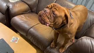 Dogue de Bordeaux  How is my guard dog reacting to strange sounds😂🤣 [upl. by Nanor]