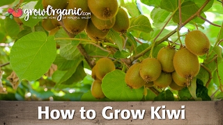 How to Grow Organic Kiwi [upl. by Ekaj]