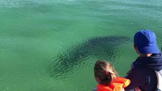 Plett Great White Shark Sighting [upl. by Nirehs358]