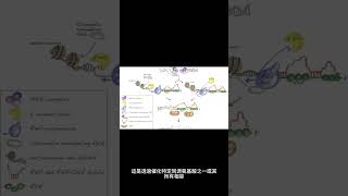 氨酰基tRNA 合成酶（aaRS 或 ARS）在 RNA 翻譯中的作用是什麼？ shorts [upl. by Westney442]