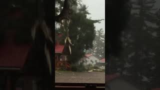 Crazy Lightning Strikes Tree⚡ [upl. by Notslar]