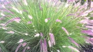 Pennisetum setaceum  Fountain Grass [upl. by Dunton]