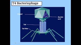 THE FASCINATING VIRUS  INTERESTING WORLD OF BACTERIOPHAGE  PHAGE  VIRUS  LYTIC CYCLE  LYSOGENIC [upl. by Anauq594]