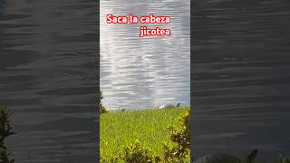 Solo ves la cabecita 🐢 o jicotea shorts shortvideo tortuga turtles jicoteashort [upl. by Ninette]