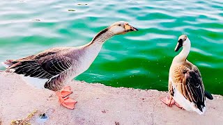 Greylag Goose Honking at Chinese Goose [upl. by Purse]