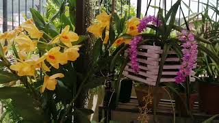 Beautiful Dendrobium Moschatum and Aerides multiflora orchid bloom in my garden garden [upl. by Abramson]