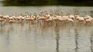 American Flamingos at Hialeah Florida 15 May 2009 [upl. by Acnoib]