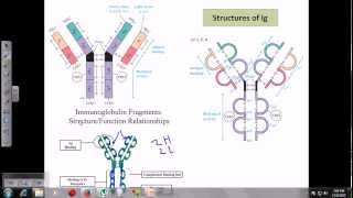 Immunoglobulins [upl. by Fitzgerald479]