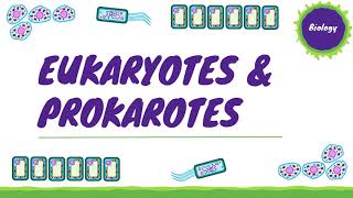 Eukaryotes amp Prokaryotes Cell Structure  Cell Biology 1 AQA GCSE Biology [upl. by Aribold]